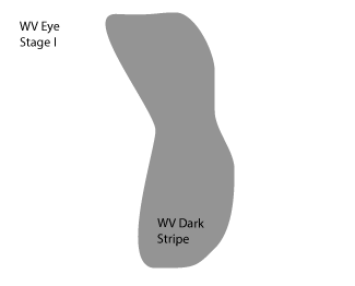 water_vapour_vortices