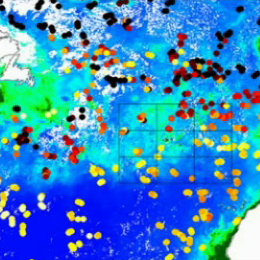 Satellite Chlorophyl Patterns
