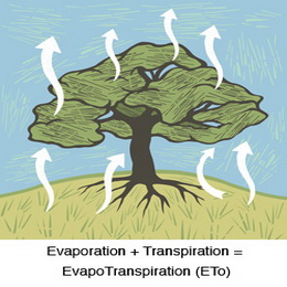 Evapotranspiration