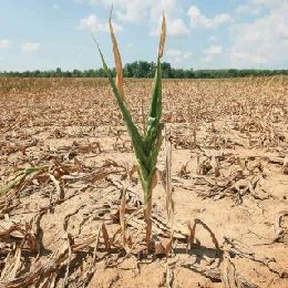 DFL - Event Week 2014